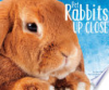 Pet_rabbits_up_close