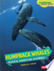 Humpback_whales