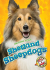 Shetland_Sheepdogs