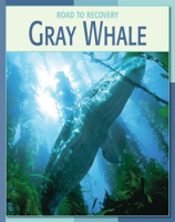 Gray_Whale