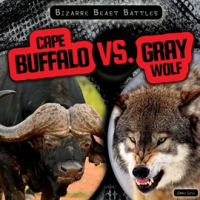 Cape_Buffalo_vs__Gray_Wolf