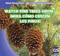 Watch_Pine_Trees_Grow_____Mira_c__mo_crecen_los_pinos_