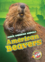 American_Beavers