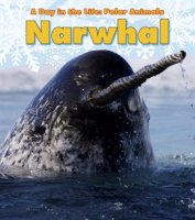 Narwhal by Marsico, Katie