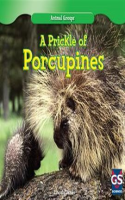 A_Prickle_of_Porcupines