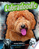 Labradoodle___a_cross_between_a_Labrador_Retriever_and_a_Poodle