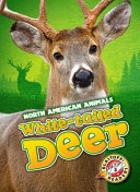 White-tailed_deer