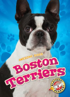 Boston_Terriers
