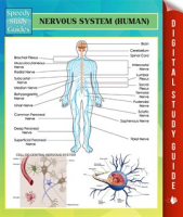 Nervous_System__Human_