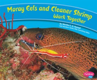 Moray_Eels_and_Cleaner_Shrimp_Work_Together